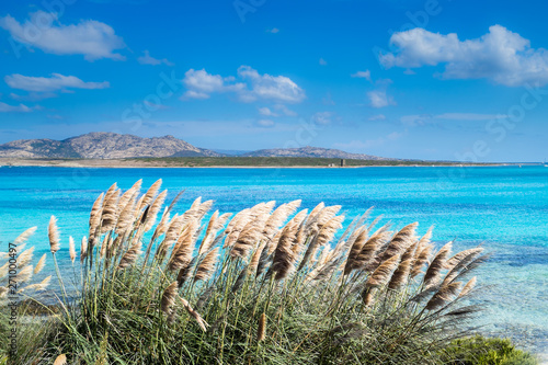 Spiaggia della Pelosa in Sardegna