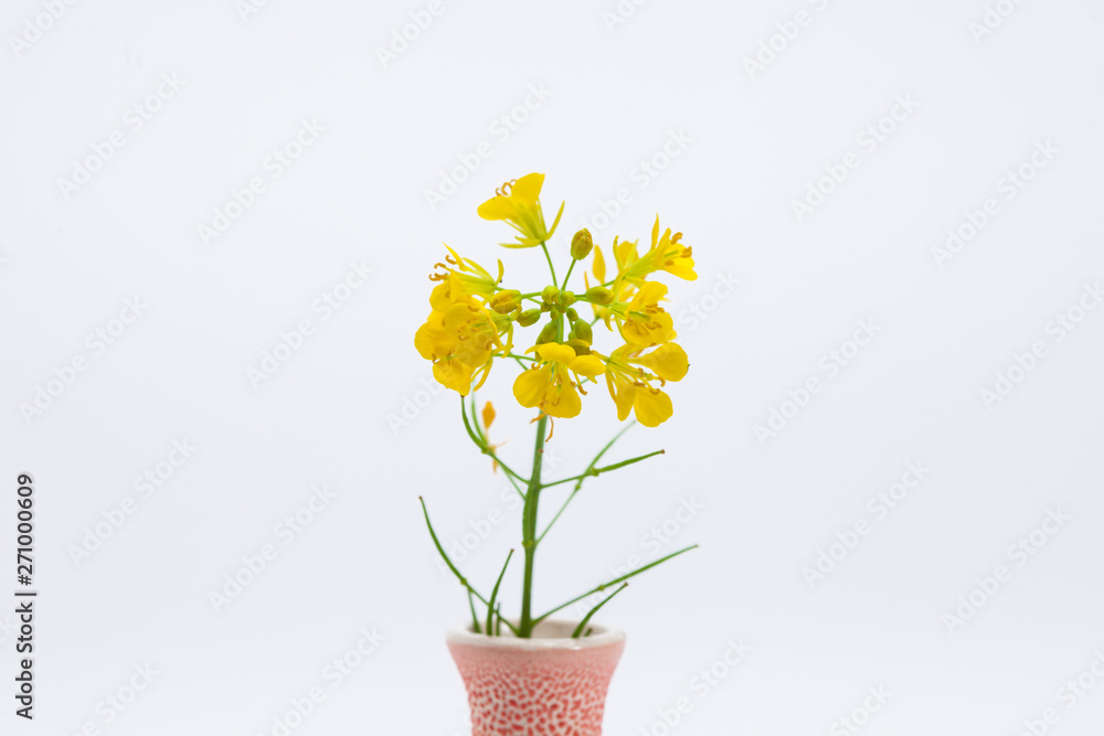 Pretty canola blooming in vase isolated 