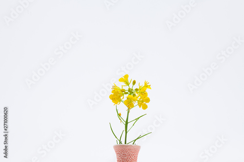 Fototapeta Naklejka Na Ścianę i Meble -  Pretty canola blooming in vase isolated 