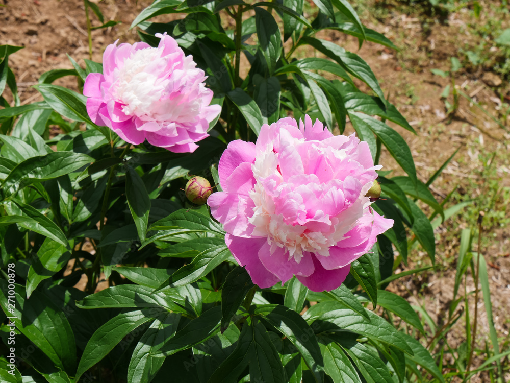 Pink Peony Floral in south korea Pink Peony Floral in south korea