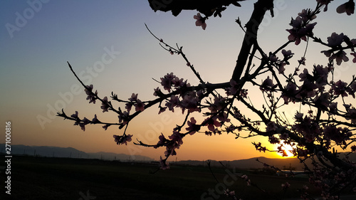 Peach flower blooming in the sky at sunset 