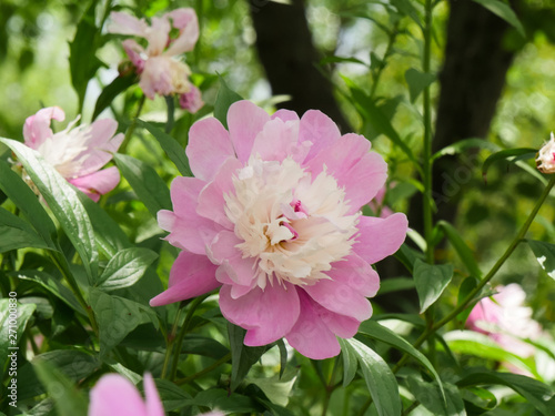 Pink Peony Floral in south korea 