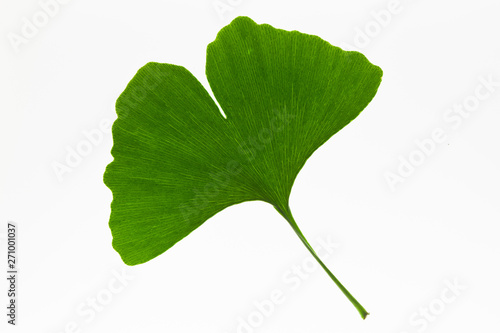 Green ginkgo biloba leaves on a light box background
