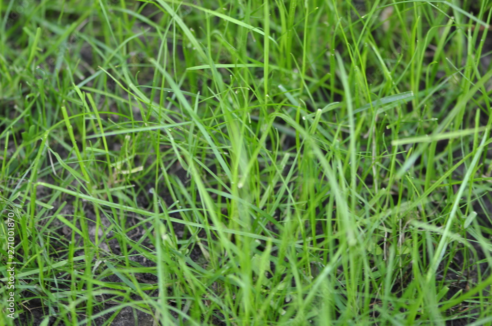 background reflex background reflex