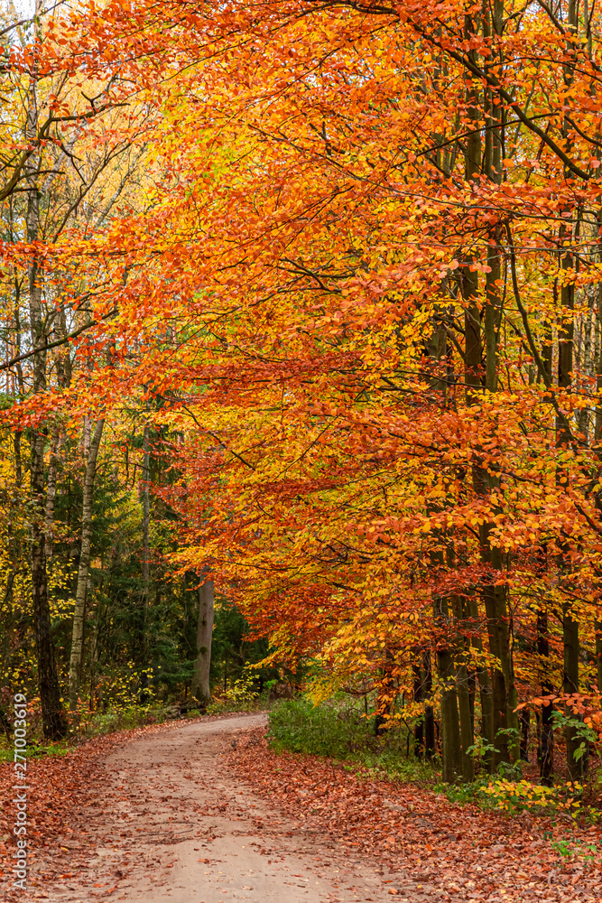 Fototapeta premium Wonderful and brown forest in the autumn, Europe