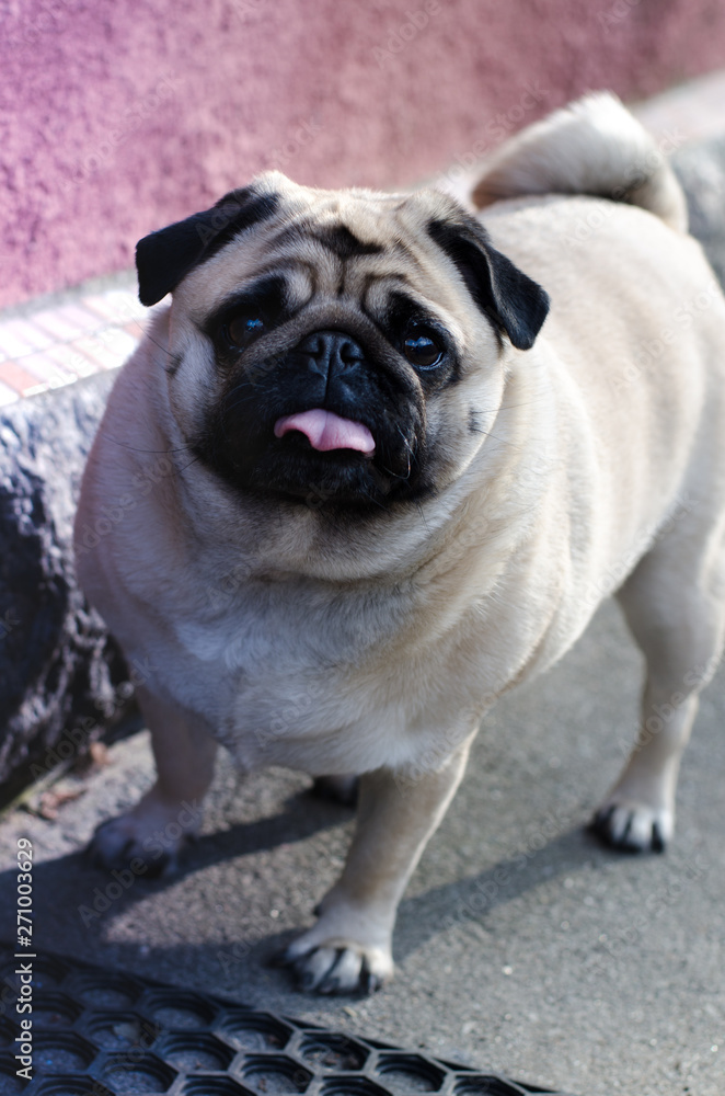 Portrait of cute funny fawn pug dog. Portrait of cute funny fawn pug dog.
