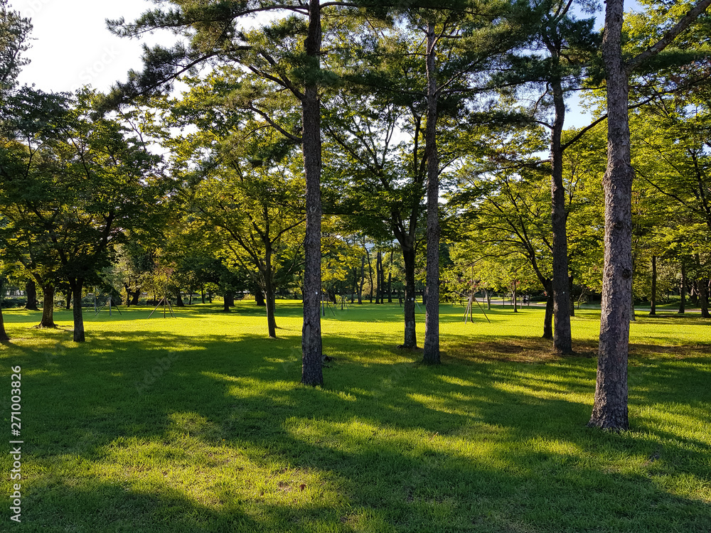 Obraz premium Beautiful sunlight of greensward at Orung Royal tombs heritage in Gyeongju, South Korea