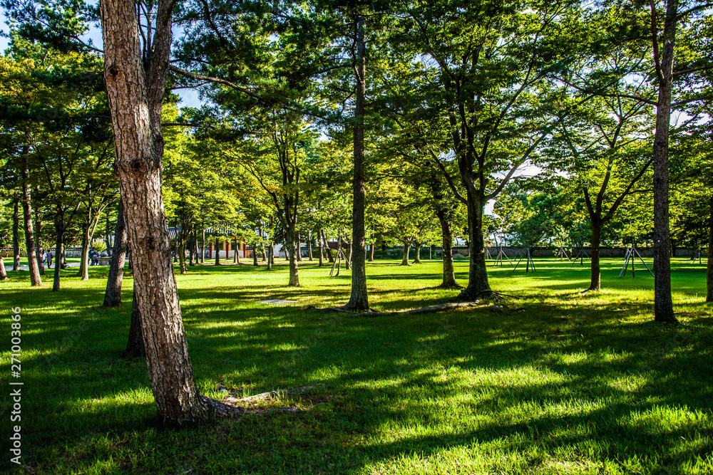 Beautiful sunlight of greensward at Orung Royal tombs heritage in Gyeongju, South Korea