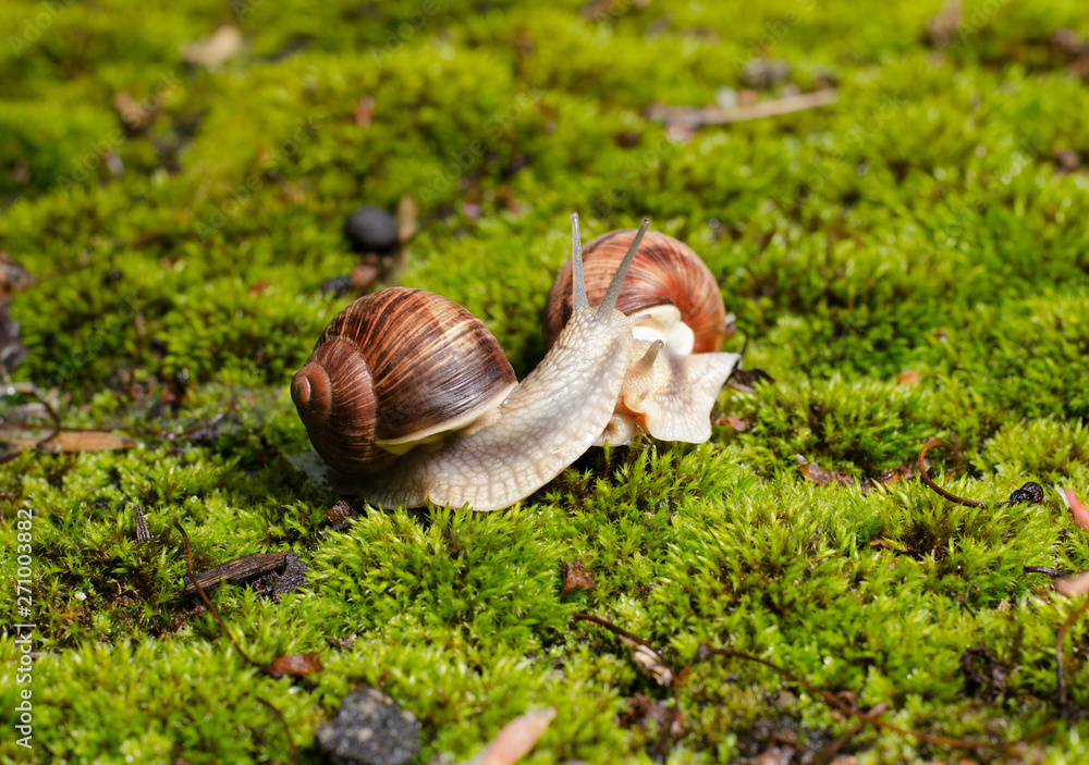 Fototapeta premium Burgundy snail, Helix pomatia, edible mollusk on the bright green moss.