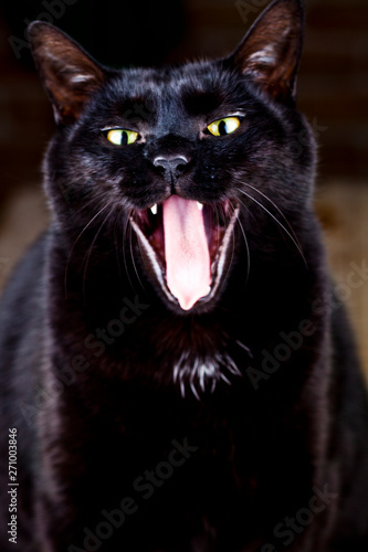 Funny yawning black cat sitting and looking at the camera.