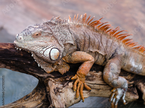 Huge adult iguana resting in the zoo s terrarium