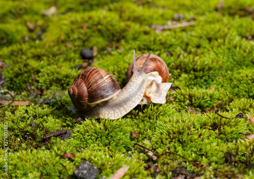 Burgundy snail, Helix pomatia, edible mollusk on the bright green moss.
