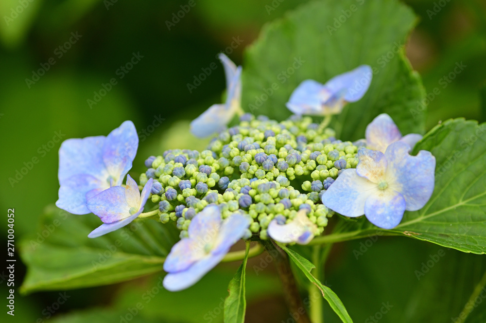 The flower language for lace-cap hydrangea is modesty. The flower language for lace-cap hydrangea is modesty.