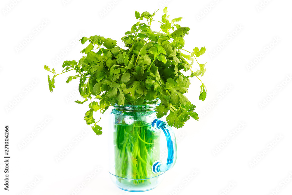 Bunch of fresh cilantro in fruit jar of water to keep it from wilting. Bunch of fresh cilantro in fruit jar of water to keep it from wilting.