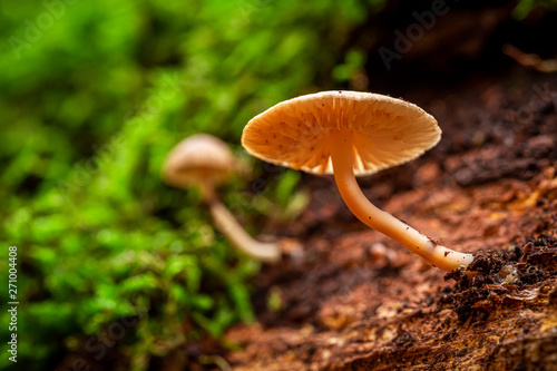Closeup of wild mushrooms on a forest stump