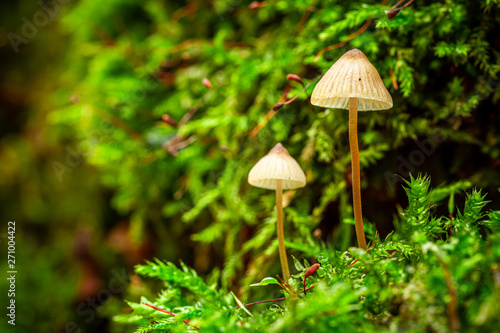 Wonderful wild mushrooms growing on green moss