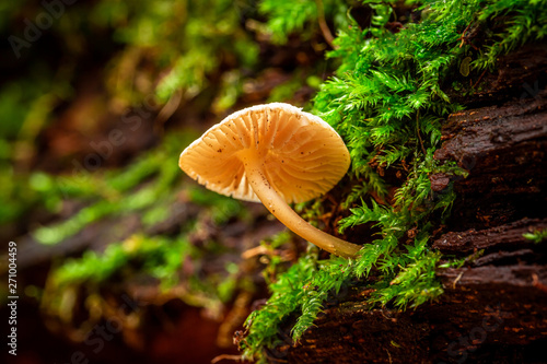 Wonderful wild mushrooms in the green forest