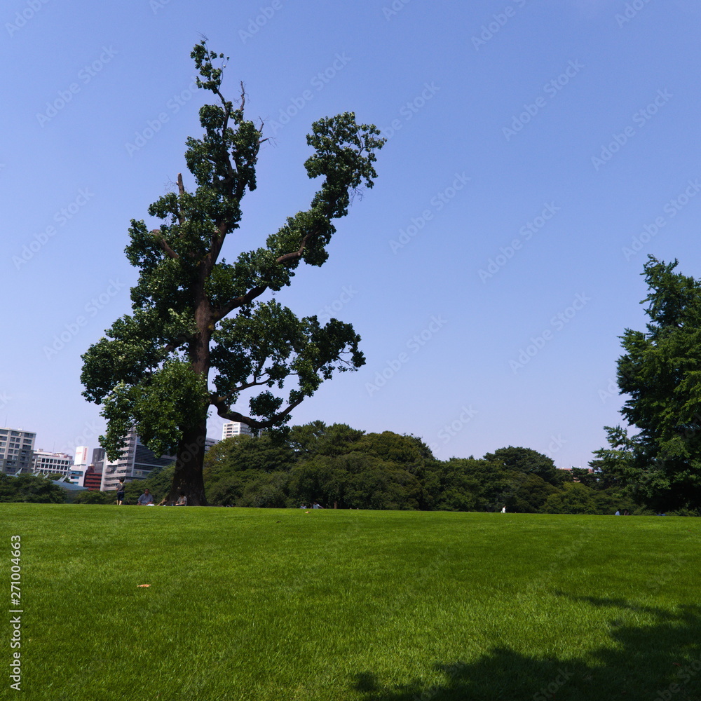 tree in the field
