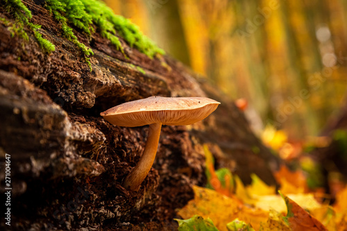 Beautiful wild mushrooms on a forest stump