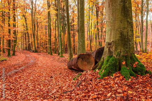 Brown trees in the autumn forest, Poland