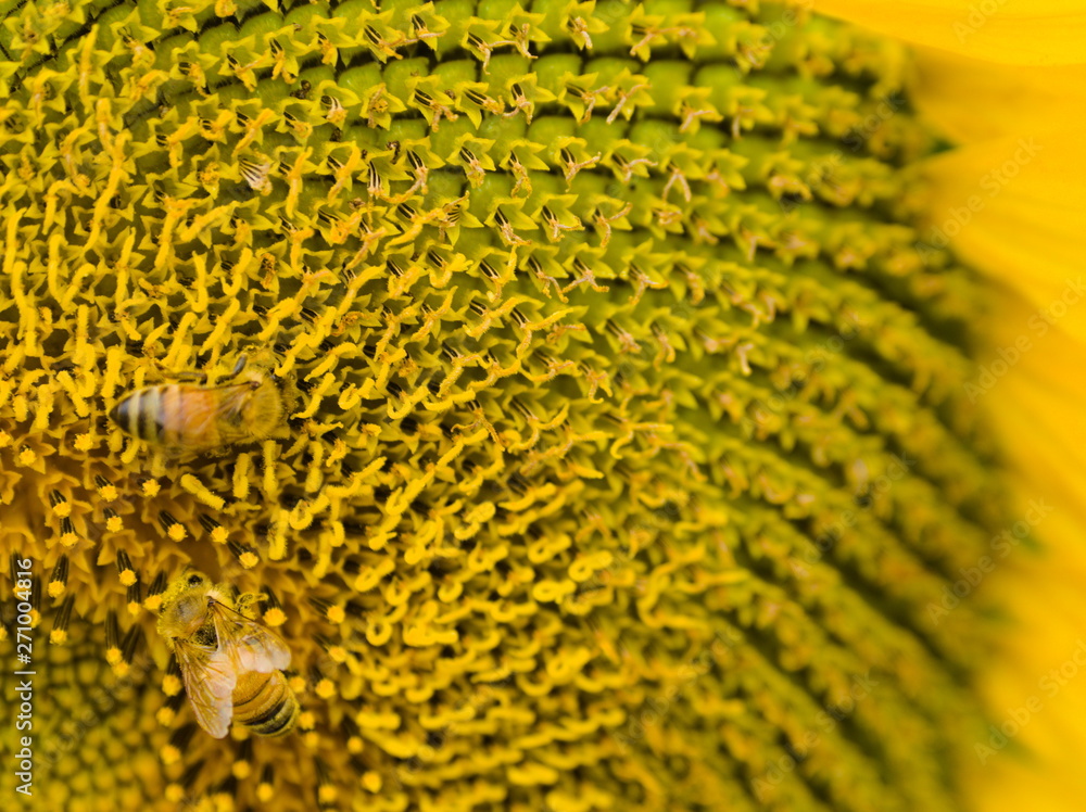 close up of sunflower