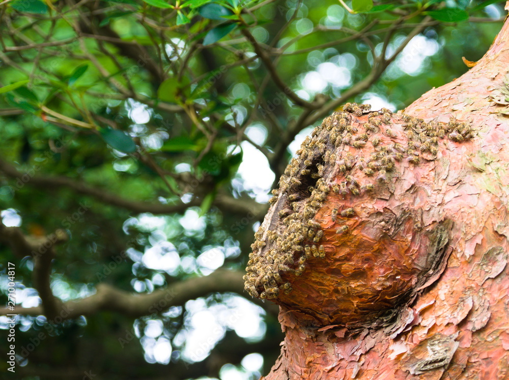 snail on tree