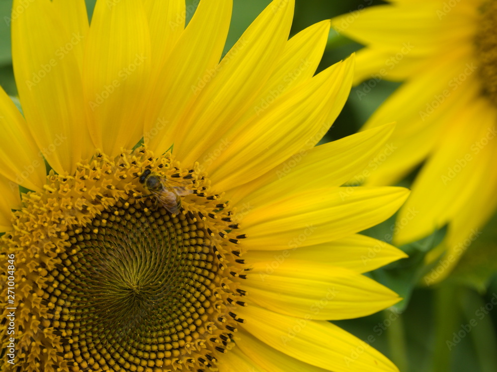 close up of a sunflower
