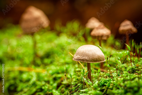 Amazing wild mushrooms growing on green moss
