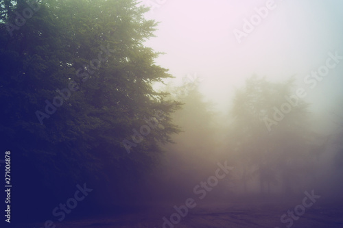 Misty fog rainy day on the mountain range moody trees