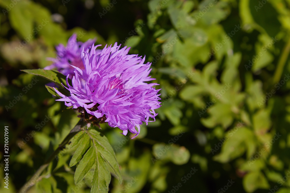 purple pink Stokes Aster Stokesia laevis flower in bloom in early spring purple pink Stokes Aster Stokesia laevis flower in bloom in early spring