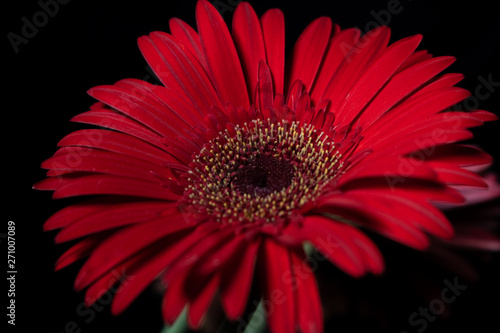 Gerbera