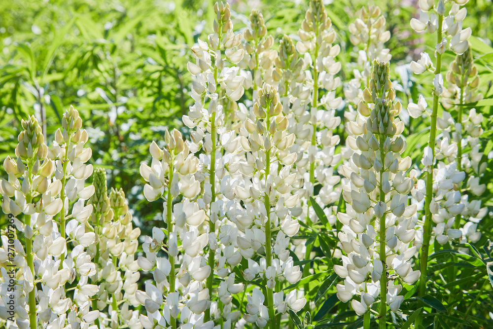 White lupine (Lupinus, lupin) flower Blooming in the meadow. Lupins in full bloom.