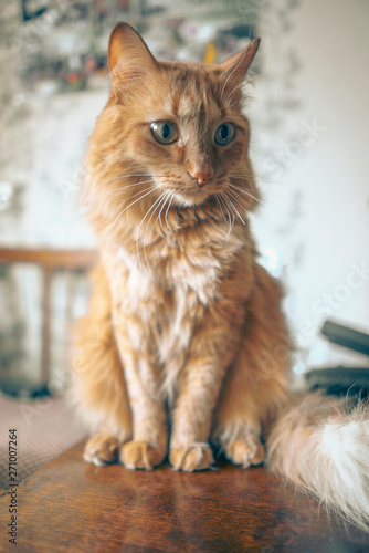 Fototapeta Naklejka Na Ścianę i Meble -  Red Cat Closeup
