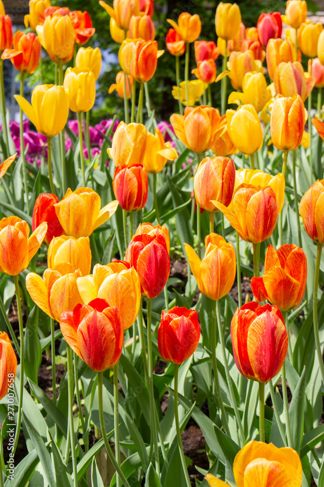 Yellow red varietal tulips, background wallpaper vertical photo. Beautiful flowers strict tulips smooth heads of flowers bloom petals leaves