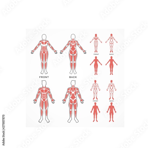 Male and female body muscles vector