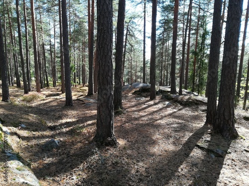 Las iglasty w słoneczny dzień