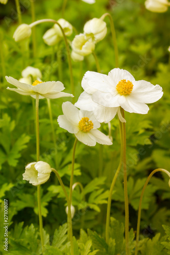 White spring anemone green foliage. Natural anemones buttercups garden plant white petals yellow stamens, beautiful early spring flowers © OlgaKorica