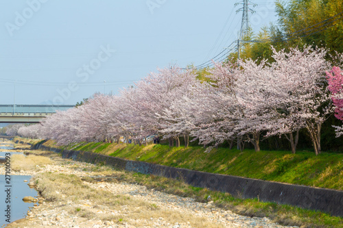 桜