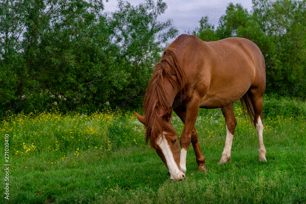 Fototapeta premium Rural Scene with A Horse Grazing Grass on A Meadow in Springtime