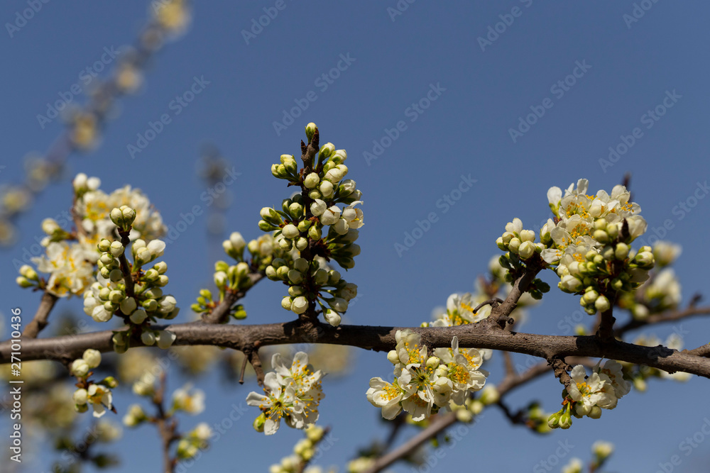 Apple tree in bloom. White flowers of fruit tree. Spring vegetation of fruit plants. Bees and other insects pollinate flowers.