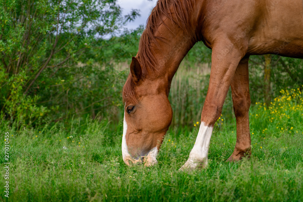 Rural Scene with A Horse Grazing Grass on A Meadow in Springtime Rural Scene with A Horse Grazing Grass on A Meadow in Springtime