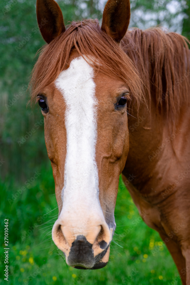Rural Scene with A Horse Grazing Grass on A Meadow in Springtime Rural Scene with A Horse Grazing Grass on A Meadow in Springtime