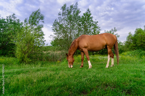 Rural Scene with A Horse Grazing Grass on A Meadow in Springtime © cherry26