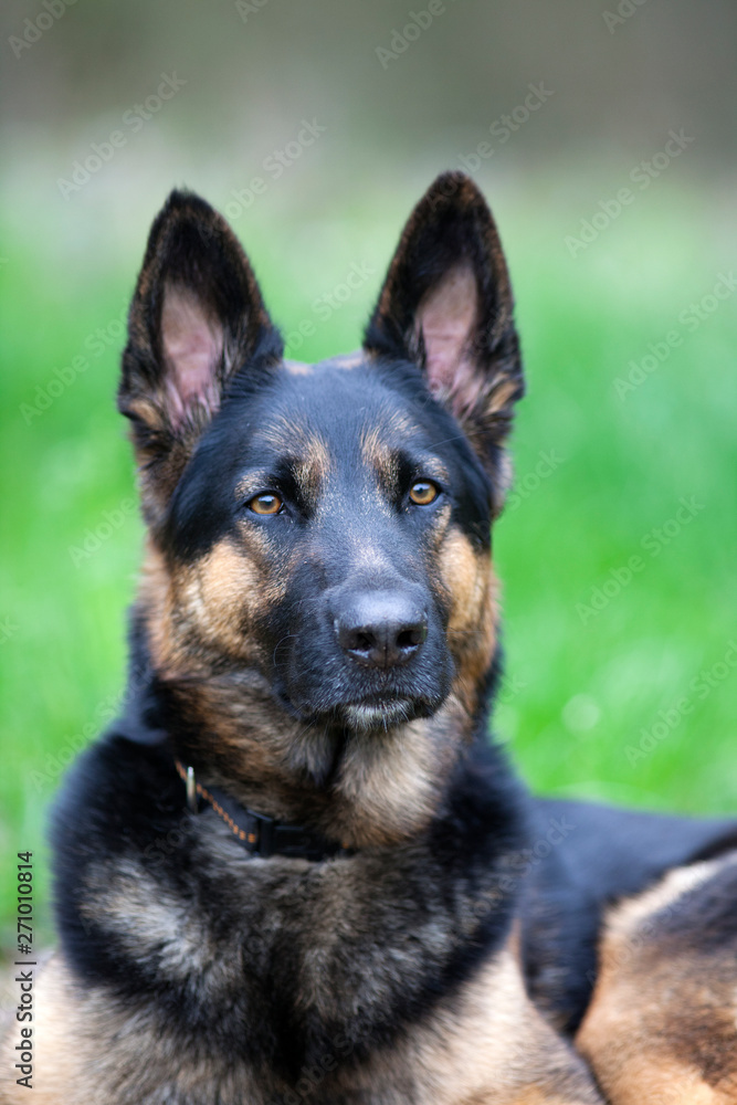 Deutscher Schäferhund im Training Deutscher Schäferhund im Training