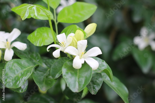 Gerdenia Crape Jasmine with green grass background photo