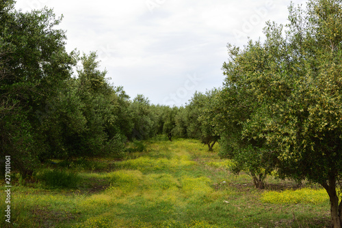 olivenb  ume in der n  he georgioupolis auf kreta  griechenland