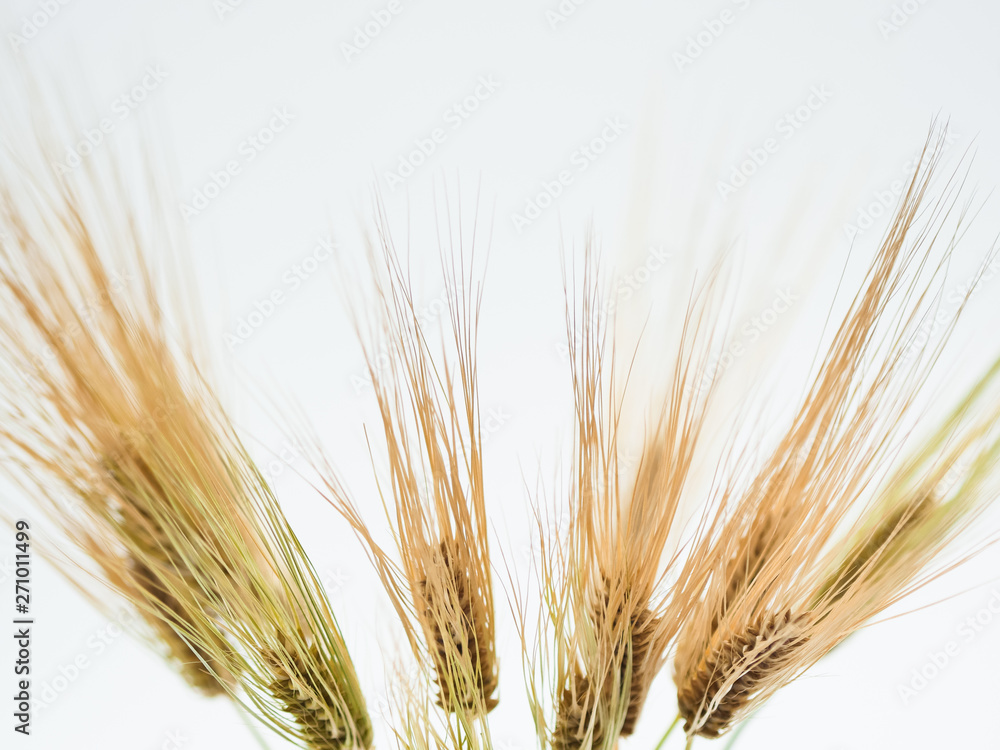 Fototapeta premium Bunch of wheat spike barley on white background