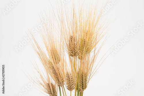 Bunch of wheat spike barley on white background