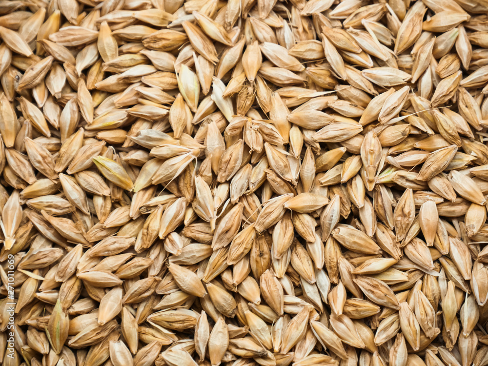 Background Top view of barley grains Background Top view of barley grains