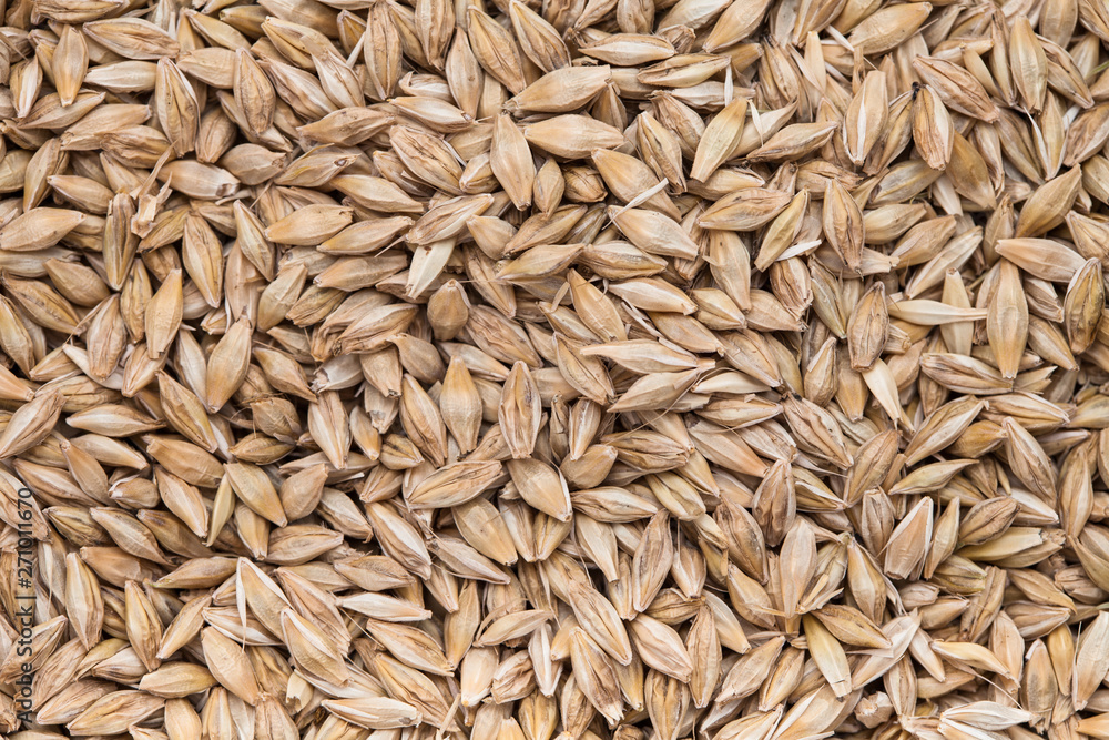 Background Top view of barley grains Background Top view of barley grains